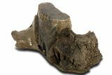 Fossil Woolly Mammoth Jaw with M Molar - Germany #337187-3
